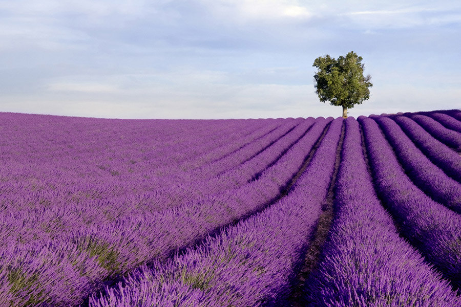 provence